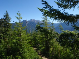 een bos aan dennenbomen (Douglas Fir) | Olympic National Park